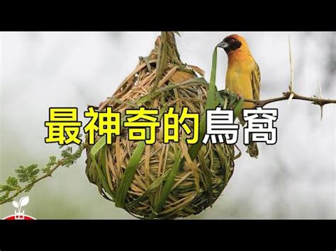 小鳥在家築巢風水|小鳥築巢風水旺宅術